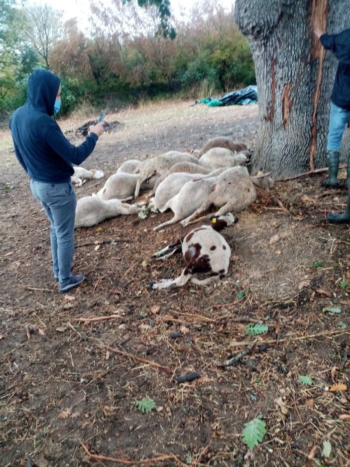 Çanakkale'de yıldırım düşmesi sonucu 13 koyun telef oldu
