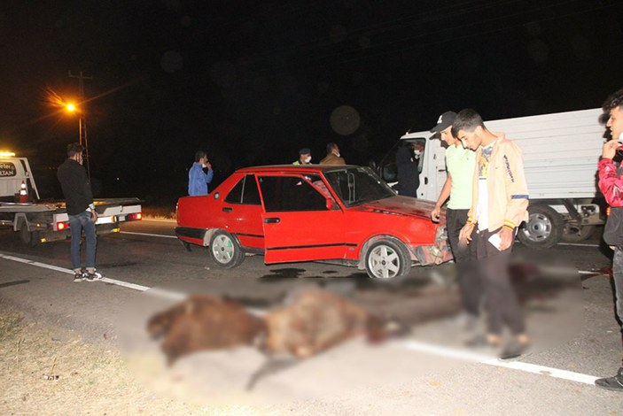 Erzincan'da otomobil sürüye çarptı: 5 koyun telef oldu