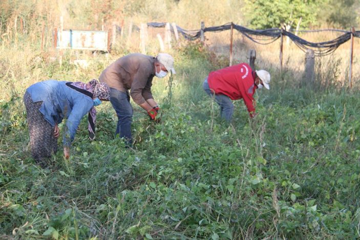 aa Çetmi şeker fasulyesi üretimi