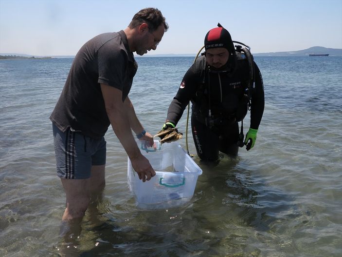 Akdeniz ve Ege'de deniz canlısı 