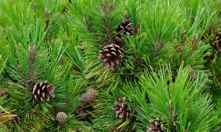 Çam ve Sakura nedir? Başakşehir Şehir Hastanesi'ne ismi verilen Sakura'nın anlamı nedir?