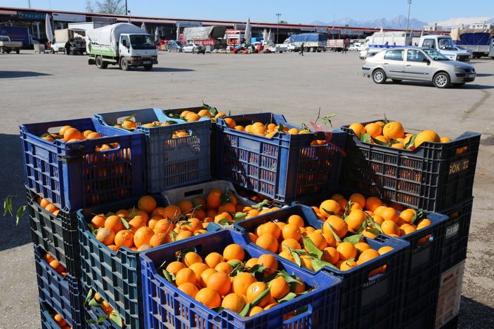 Narenciye ihracatı arttı