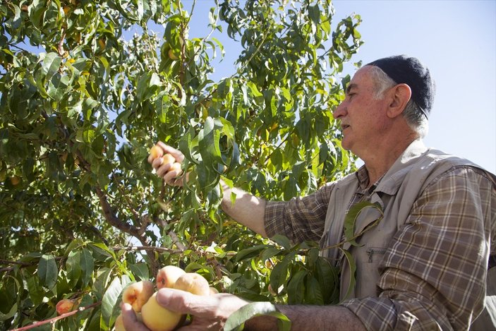 Ahlat'ta şeftali ağacından ikinci kez ürün alınması şaşırttı