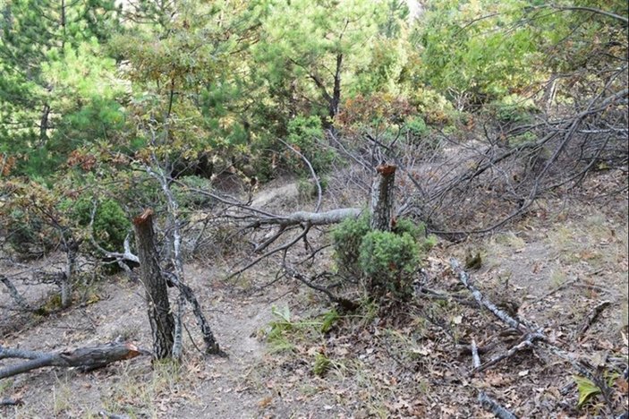 Bilecik'te keçilerine yedirmek için 34 meşe ağacını kesti