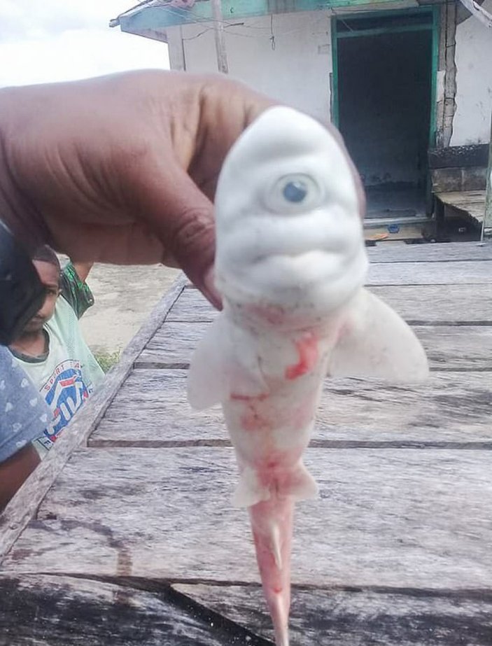 Endonezya’da tek gözlü köpek balığı, görenleri şaşkına çevirdi
