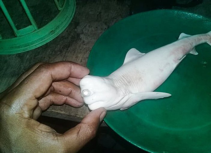 Endonezya’da tek gözlü köpek balığı, görenleri şaşkına çevirdi
