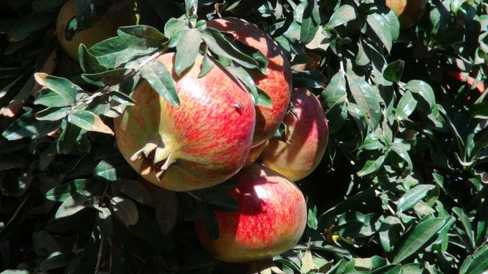 Kilis'te nar hasadı başladı