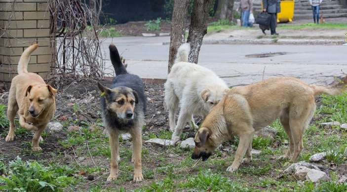 Konya'da sokak köpeklerinin ısırdığı kişinin belediyeye açtığı davasında emsal karar