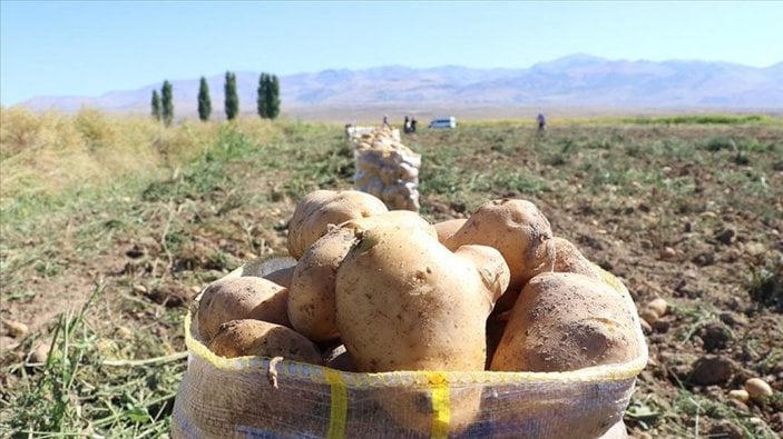 Teşvik edilen patatesin üretimi arttı