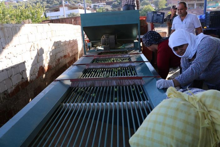 aa yamalak zeytini tanınmak istiyor