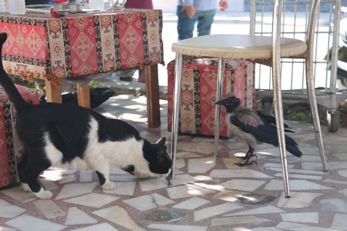Antalya'da kedi gibi ses çıkaran karga, görenleri şaşırtıyor