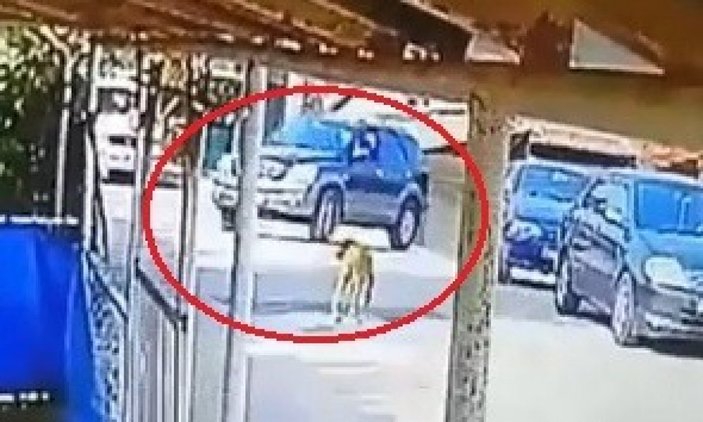 Kocaeli'de bir sürücü, yerde yatan köpeği ezdi