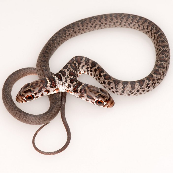 ABD’de bulunan çift başlı yılan görenleri şaşırttı