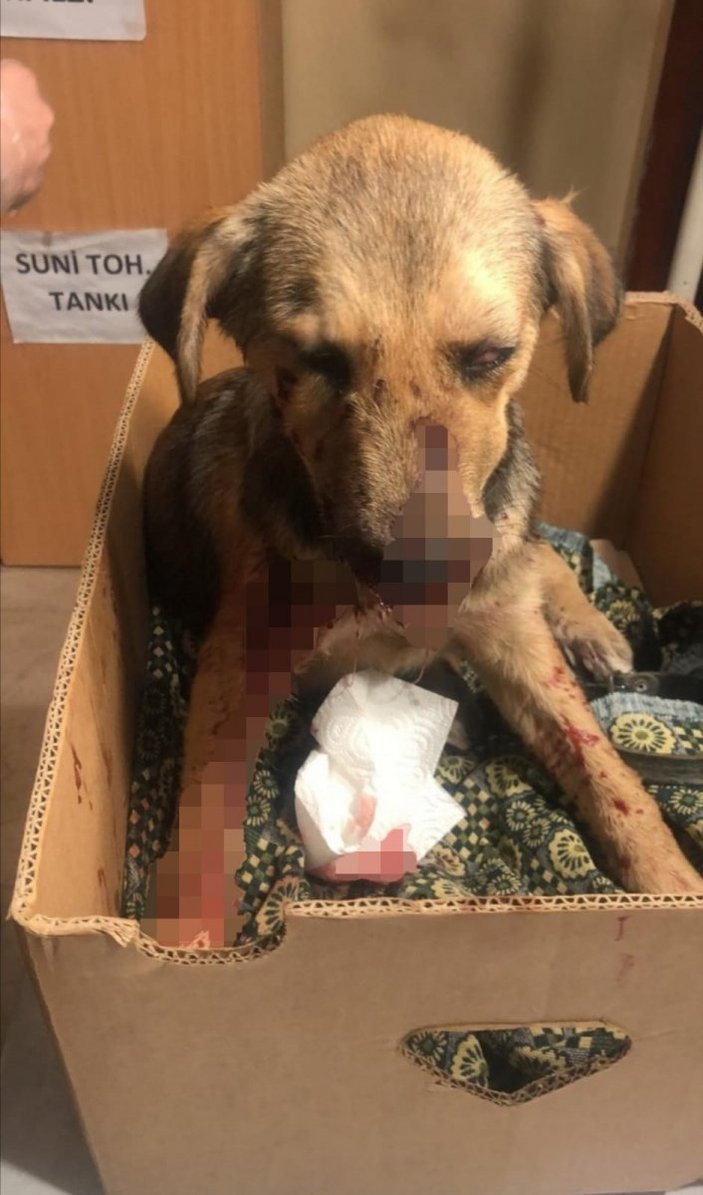 Zonguldak'ta bir köpeği tüfekle yaraladılar