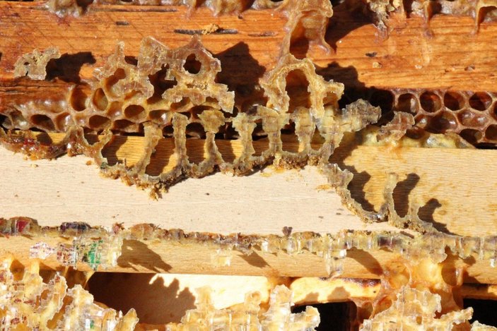 Arı kovanlarının içerisindeki esrarengiz olaylar arıcıları şaşırttı