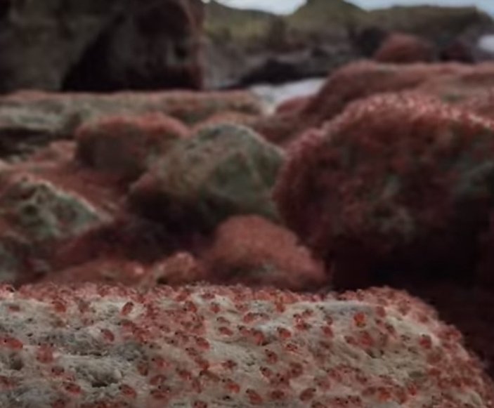 Christmas Adası'nda milyonlarca küçük kırmızı yengeç göç yolunda