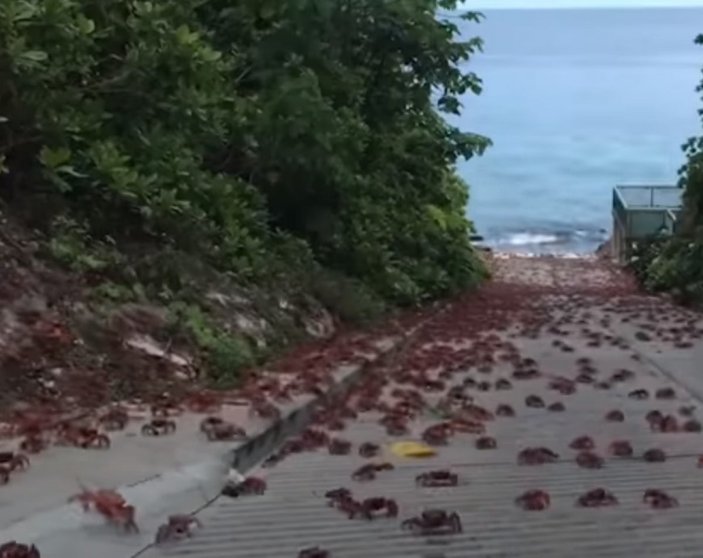 Christmas Adası'nda milyonlarca küçük kırmızı yengeç göç yolunda
