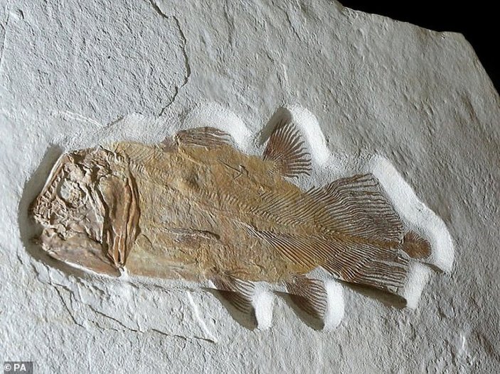 İngiltere'de 200 milyon yıllık balık fosili açık artırmaya çıkarılacak