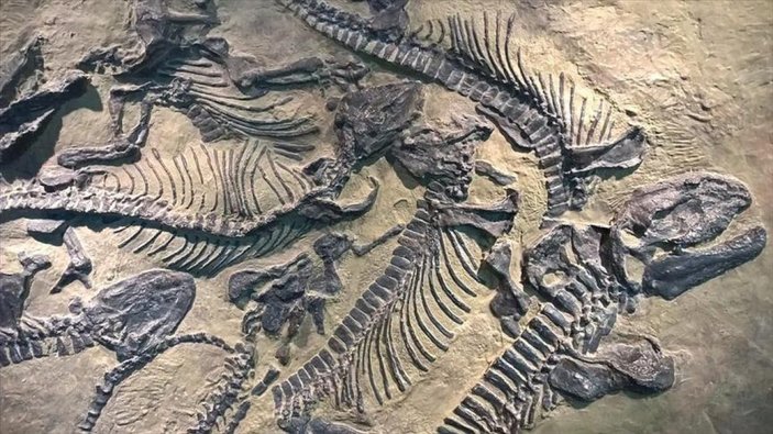 Arjantin'de 70 milyon yıllık dinozor kalıntıları bulundu