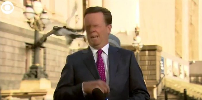 Avustralya'da muhabirin yüzüne kuş çarptı