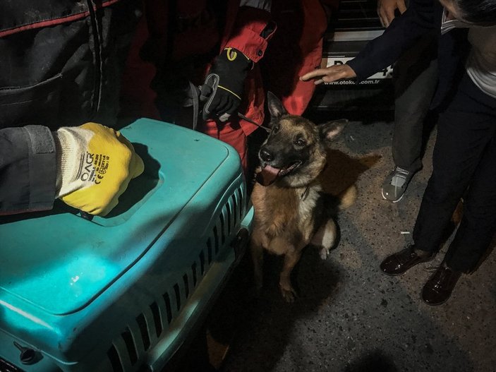 İzmir'de enkazda K-9 köpeği kediyi kurtardı