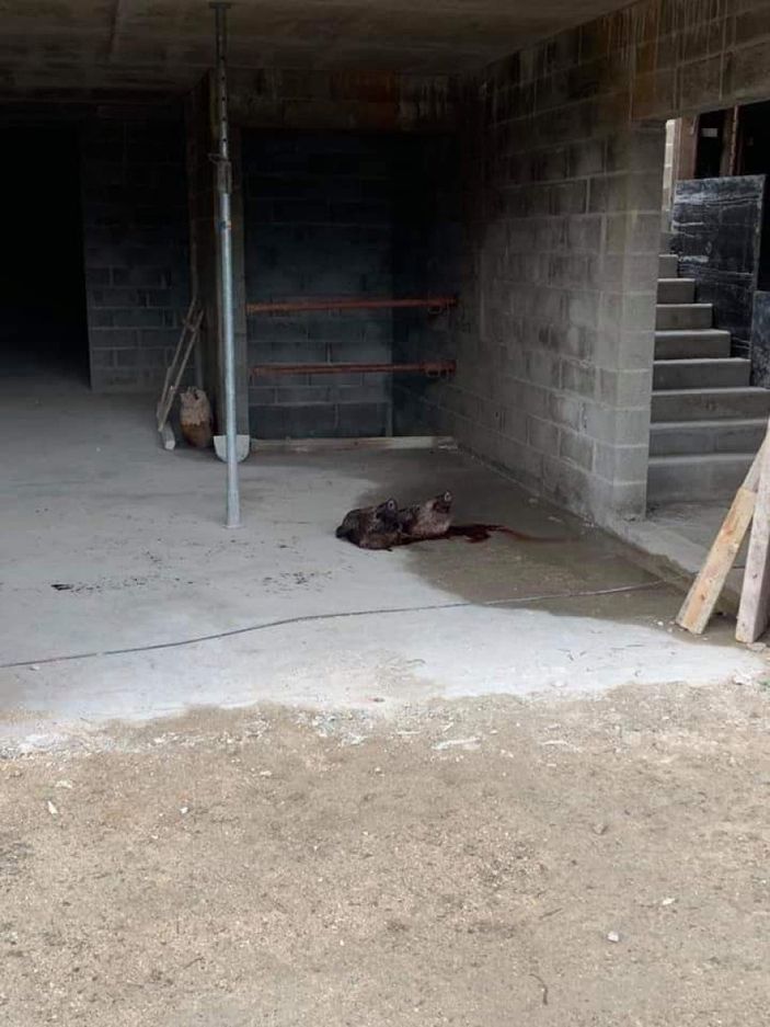 Fransa'da camiye domuz kafası bıraktılar