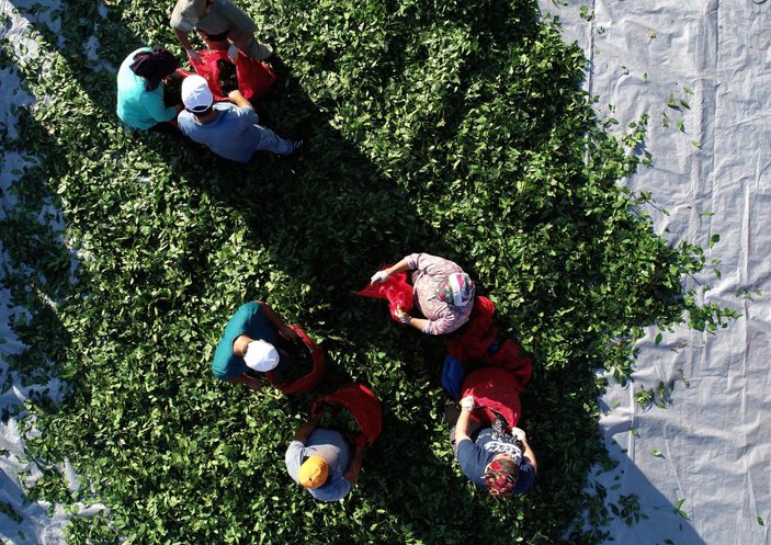 Zonguldak'ta defne yaprağı toplayarak gelir sağlanıyor