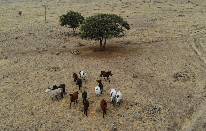 Tunceli'de yılkı atları havadan görüntülendi