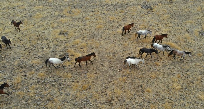 Tunceli'de yılkı atları havadan görüntülendi