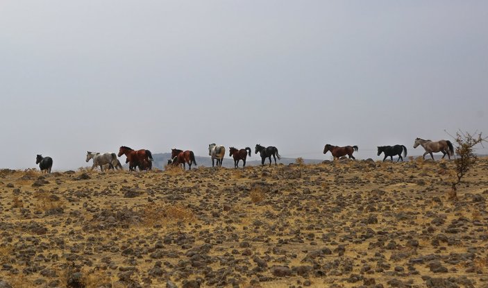 Tunceli'de yılkı atları havadan görüntülendi