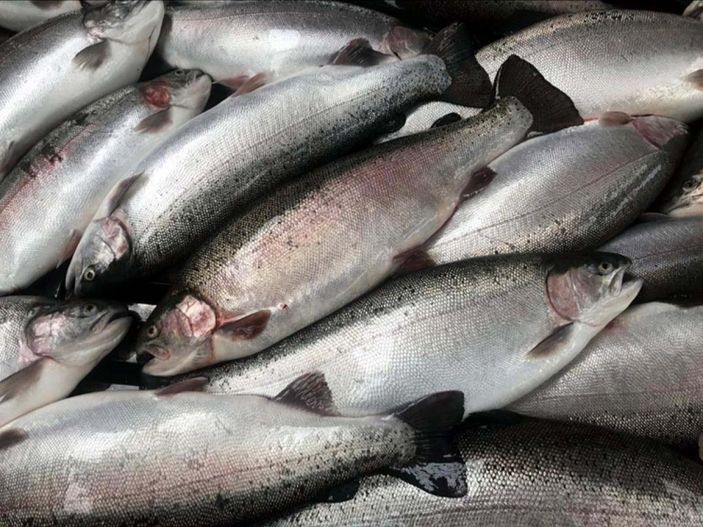 Üretici, 'Türk somonu' ismi ile pazara çıkmak istiyor