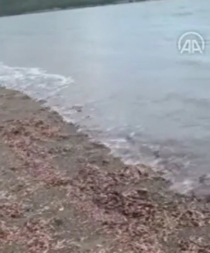 Deprem sırasında Seferihisar'da oluşan dalgalardan kaçan kişiler