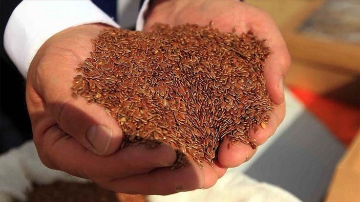 Kenevir tohumu üretimi her geçen gün artıyor