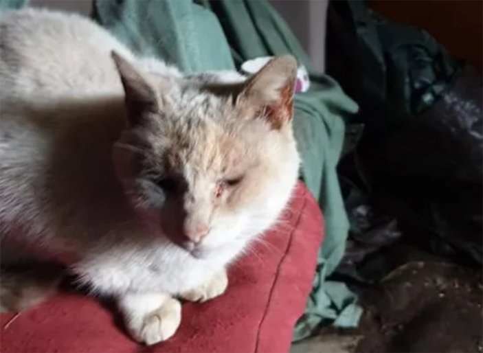 Fransa’da 8 yıl sonra bulunan kedi yine kayboldu