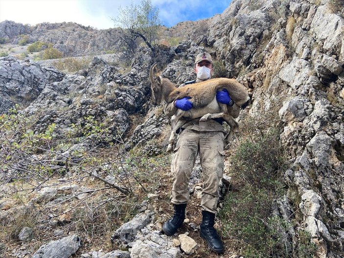 Erzincan'da jandarma ekibi yaralı dağ keçisini kurtardı