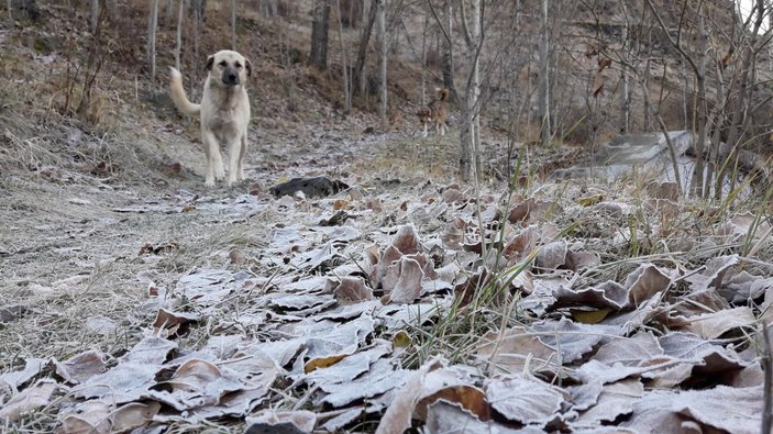 Kars'ta hava sıcaklığı gece eksi 7 dereceye kadar düştü