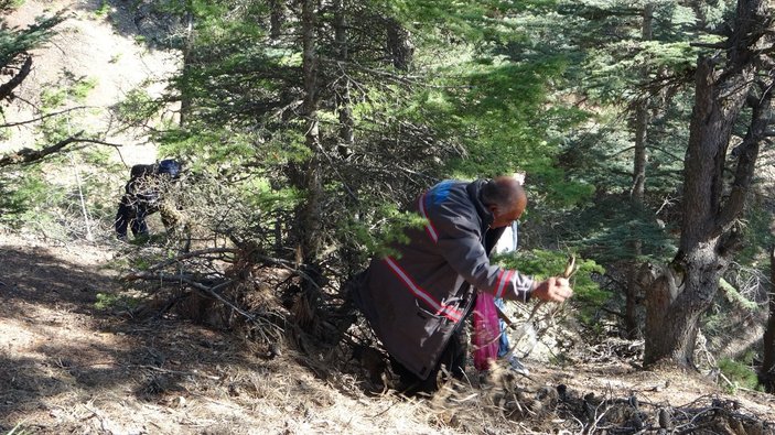 Sedir mantarını toplayan köylüler kilosuna 100 liradan alıcı buluyor