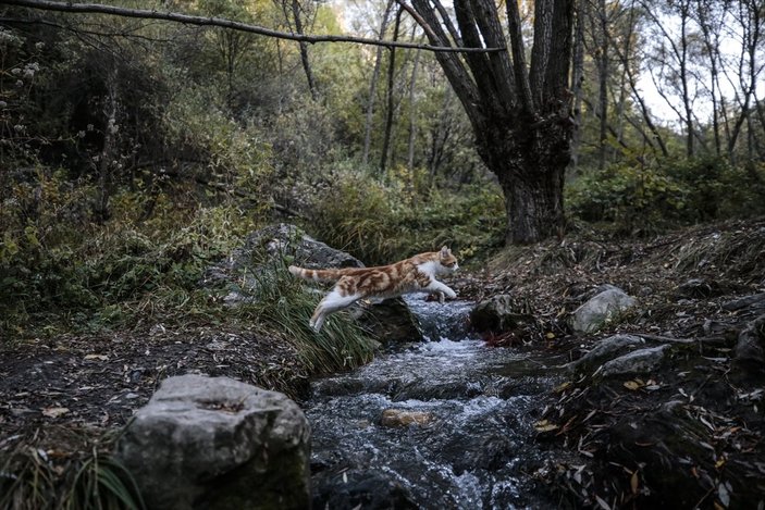 Ankara’daki Kıbrıs Köyü Kanyonu’nda sonbahar güzelliği