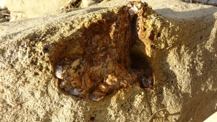 Çanakkale’de 9 milyon yıl öncesine ait mamut fosilleri bulundu