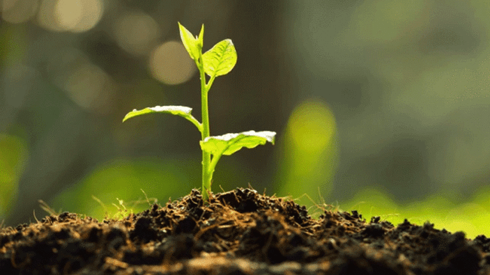 Geleceğe Nefes Ol kampanyasına nasıl başvurulur? Geleceğe Nefes Ol fidan bağışı ve katılım belgesi