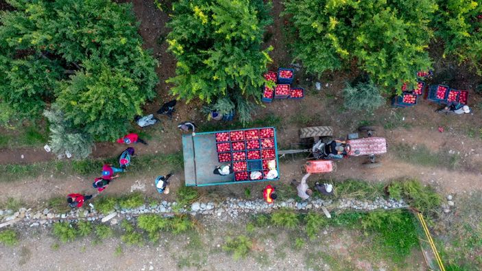 Nar ihracatı arttı