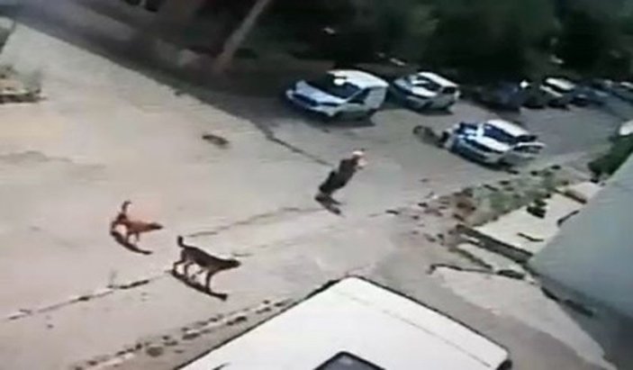 sokak köpeği saldırı