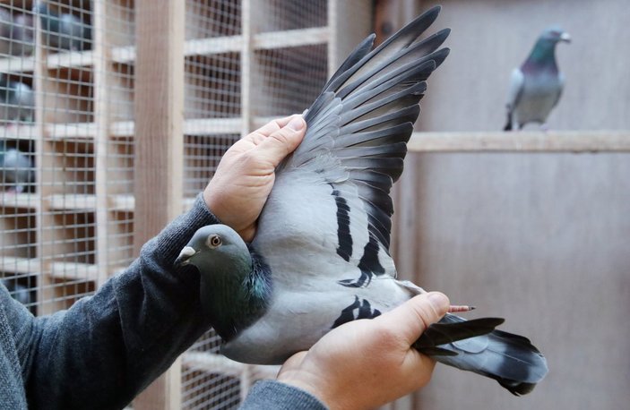 Belçika'da açık artırmaya çıkan posta güvercini 1 milyon 600 bin euroya satıldı
