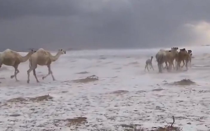 Suudi Arabistan'da karda yürüyen develer
