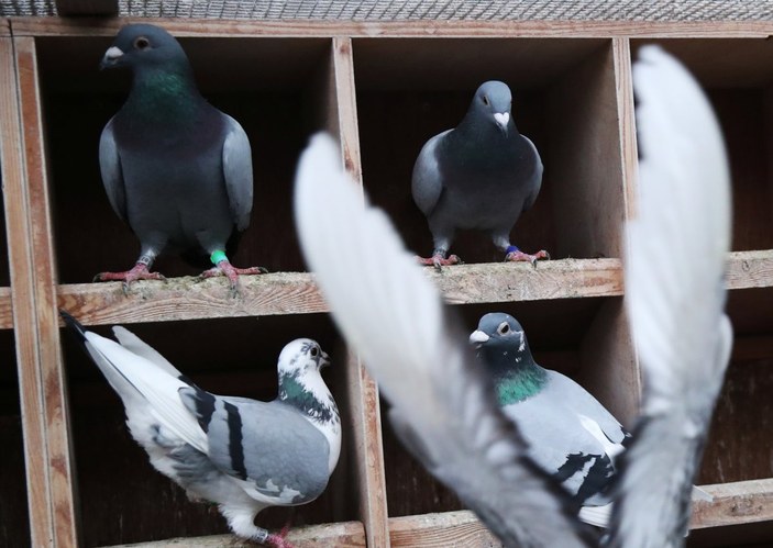 Belçika'da açık artırmaya çıkan posta güvercini 1 milyon 600 bin euroya satıldı