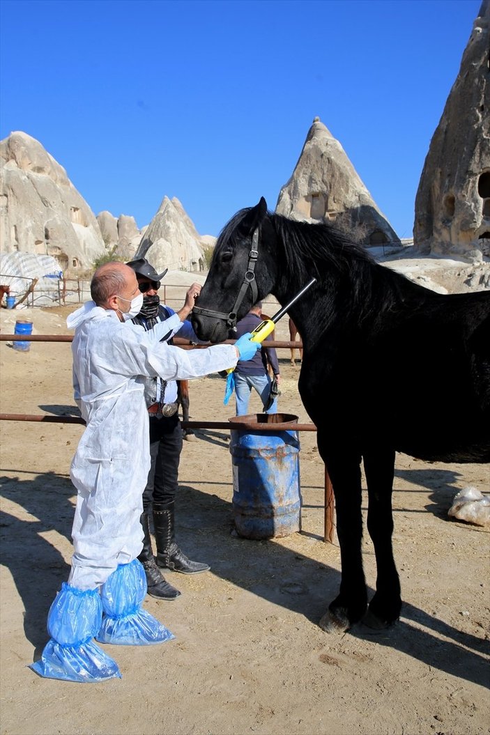 Kapadokya'nın atlarına mikroçip takılıyor