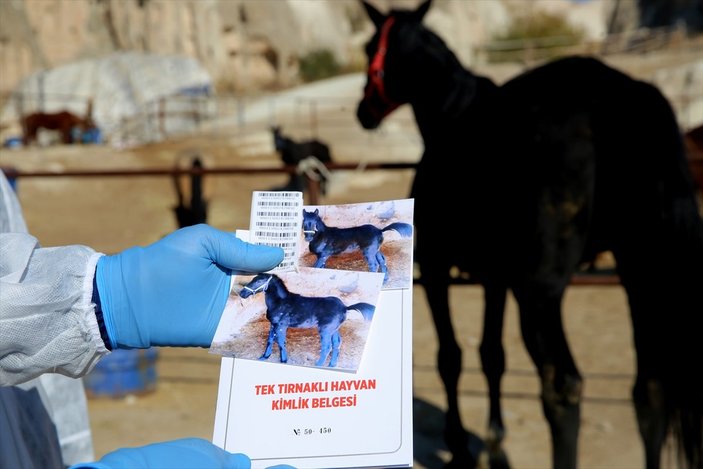 Kapadokya'nın atlarına mikroçip takılıyor