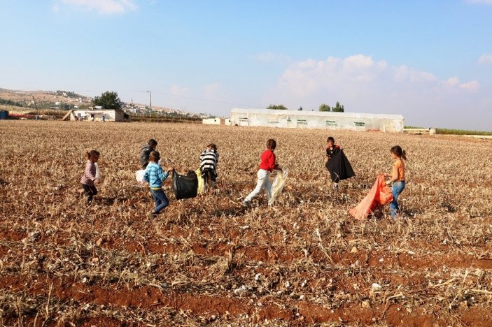 Şanlıurfa'da gençler kirli pamuk topluyor