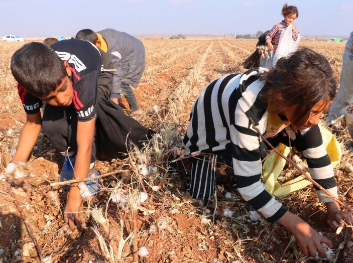 Şanlıurfa'da gençler kirli pamuk topluyor