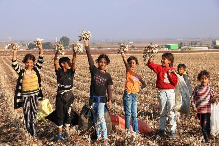 Şanlıurfa'da gençler kirli pamuk topluyor